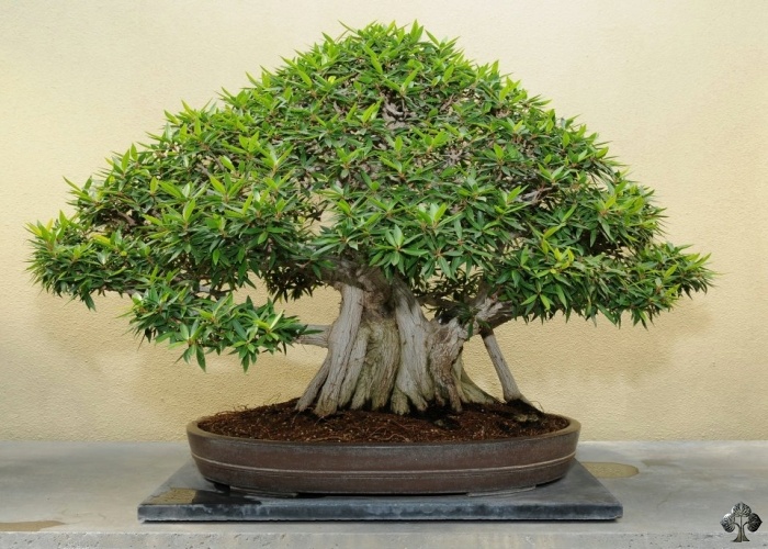 Najlepsze gatunki drzew do bonsai